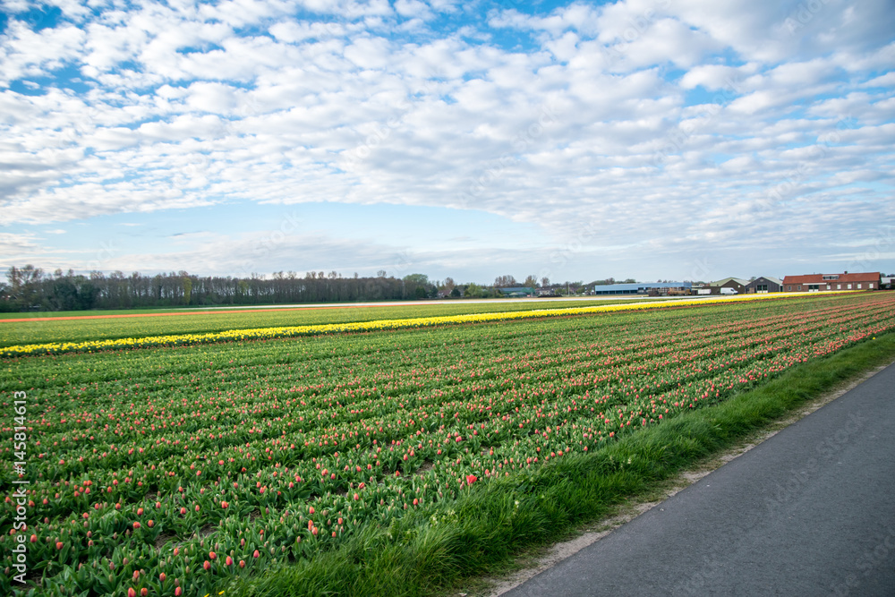 landscape view with colorful flowers background in Netherlands
