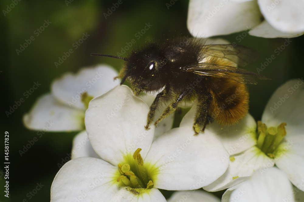 bee on the white flower with blur background, macro photo in spring bee on the white flower with blur background, macro photo in spring