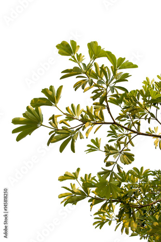 group of green leaf of treetop,isolated on white