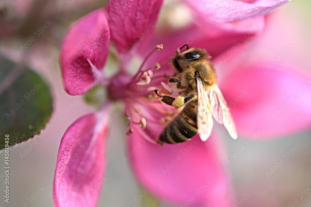 honey bee on flower honey bee on flower