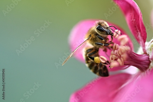 honey bee on flower