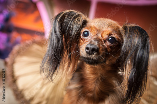 Red-haired toy terrier. photo