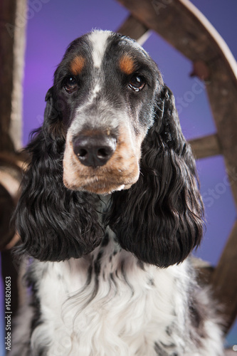 Spaniel - portrait