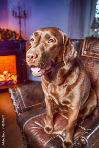 Brown labrador in the armchair