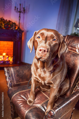 A brown labrador in the arm...