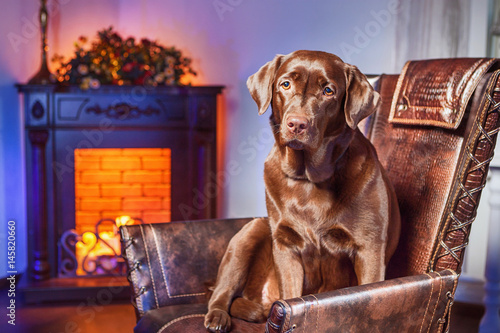 Chocolate Labrador. Dog in the chair. Big dog.