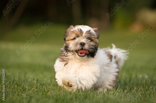 Valokuva Havanese dog running