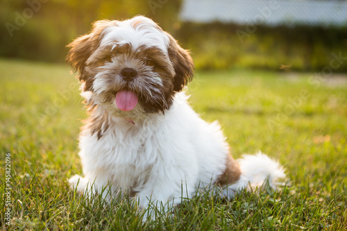 Canvas-taulu Dog in sunshine