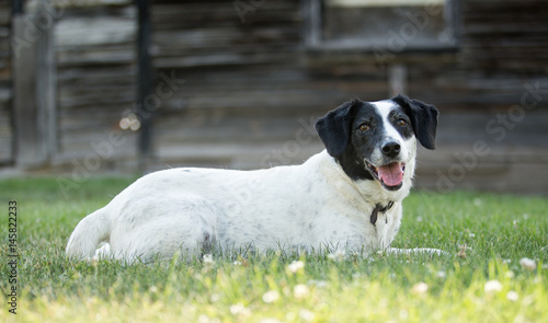 Dog lying down