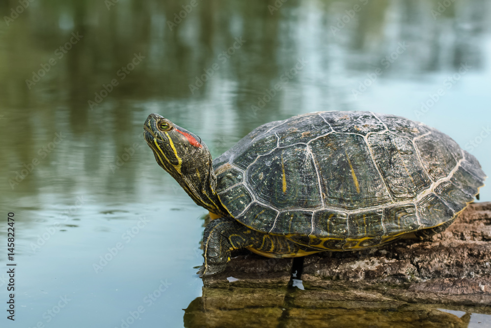 A water turtle is heated on a log by the lake A water turtle is heated on a log by the lake