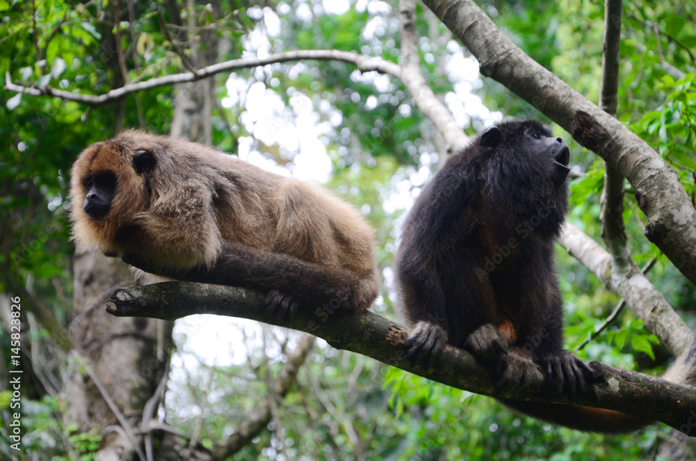 Naklejka premium Monos