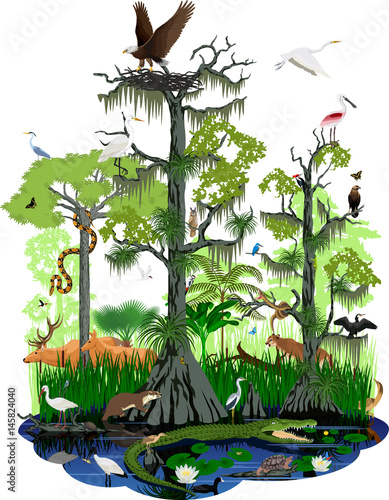 vector wetland or Florida Everglades landscape with different wetland animals