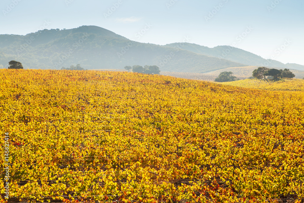vineyard in fall colors,  Santa Ynez Valley, California