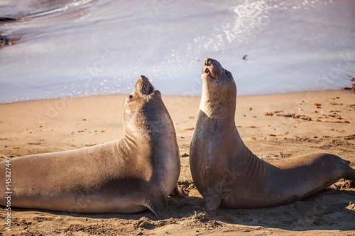 young elephant seals sparring, Piedras Blancas Elephant Seal Rookery, San Simeon, California