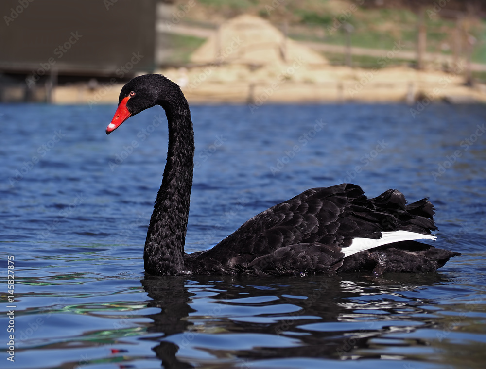 Fototapeta premium Black swan sweams greasfully at the blue lake