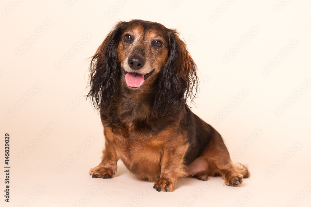 Happy dachshund