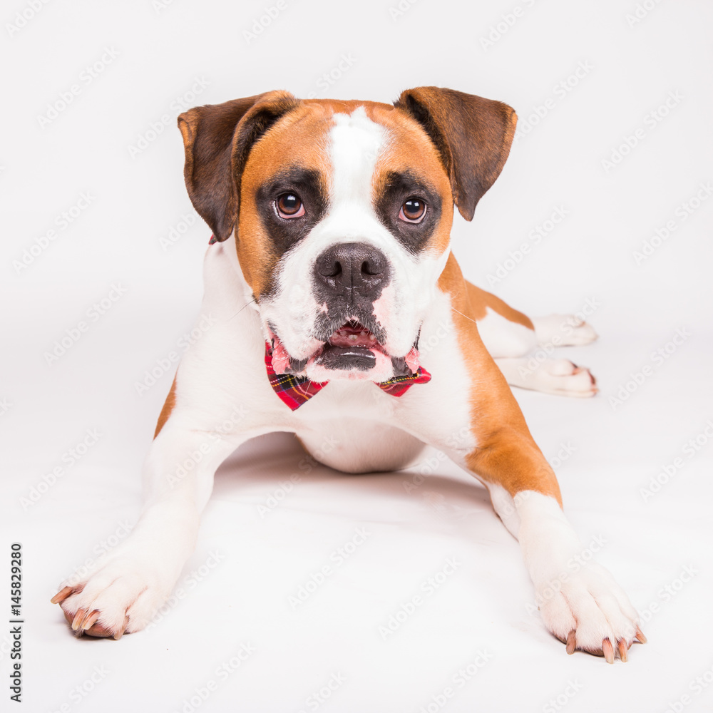 Boxer lying down