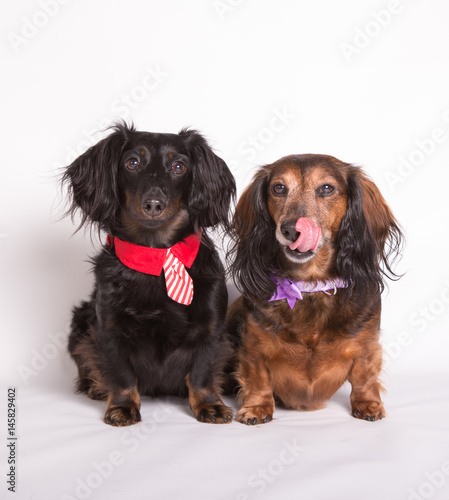 two Dachshunds