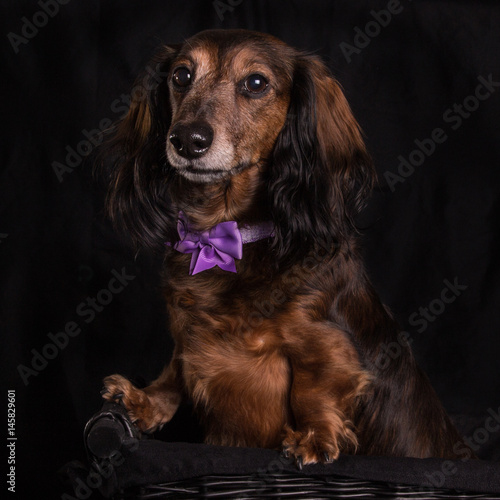 Dachshund in basket