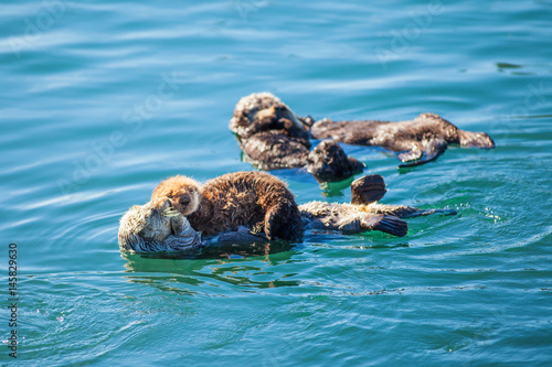Photography sea otters with pups raft up in the harbor at Moro Bay, California