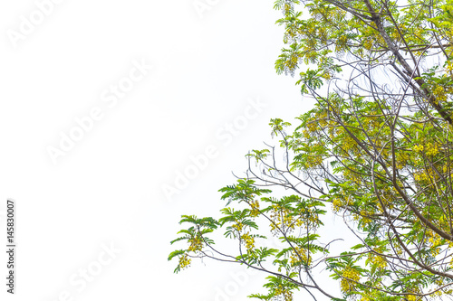 yellow flower on big tree over blue sky background