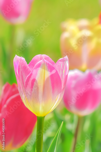 美しいチューリップの花