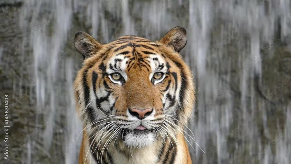 Bengal tigers on waterfall background, slow motion. Bengal tigers on waterfall background, slow motion.