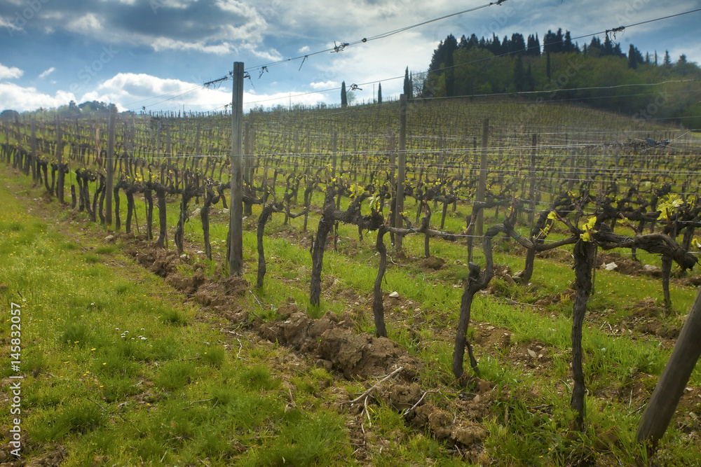 General view of a hillside vineyard