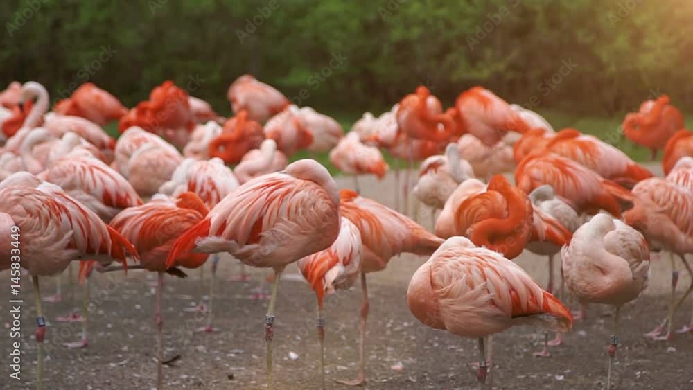 Group of pink flamingos bask in the sun, Czech zoo, HD 1080p Group of pink flamingos bask in the sun, Czech zoo, HD 1080p