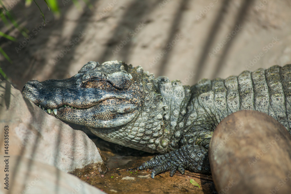 Obraz premium captive Egyptian Alligator
