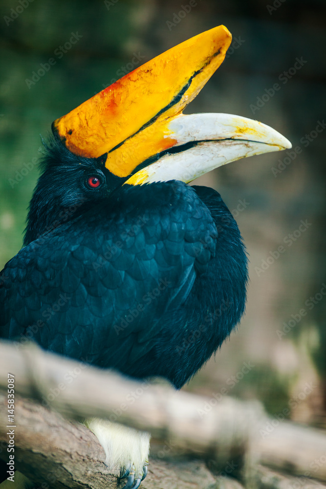 Obraz premium captive Rhinoceros Hornbil