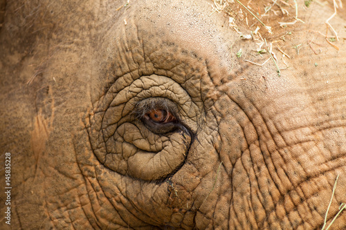 captive Asian Elephant © Chuck Place