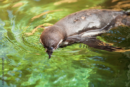 captive Humboldt Penguin swimming