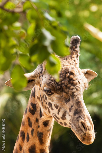 captive Masai Giraffe