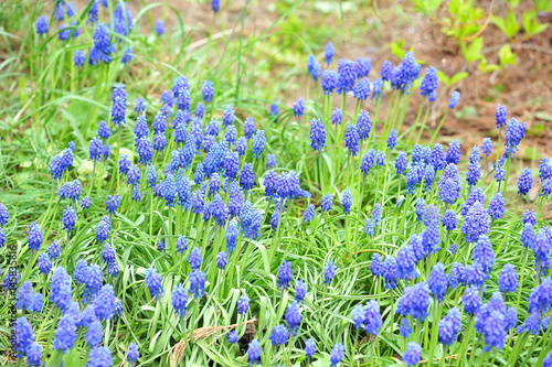 Spring floral background with blossoming blue Muscari flowers.