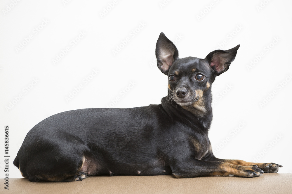 Black miniature dog of breed pinscher