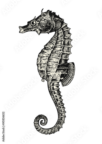 vintage animal engraving / drawing: seahorse or hippocampus - ocean vector design element