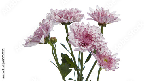 purple chrysanthemum flower