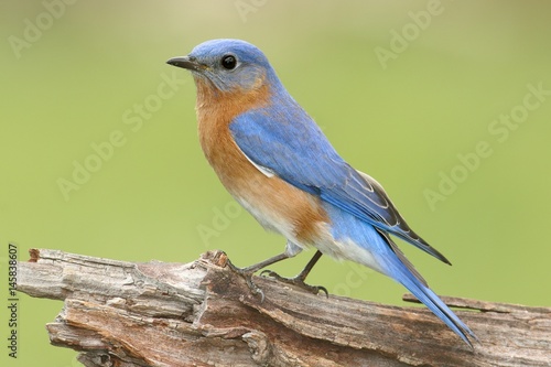 Male Eastern Bluebird (Sialia sialis) © Steve Byland