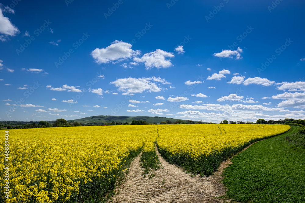 Rapeseed in the Rolling Sussex Countryside Rapeseed in the Rolling Sussex Countryside