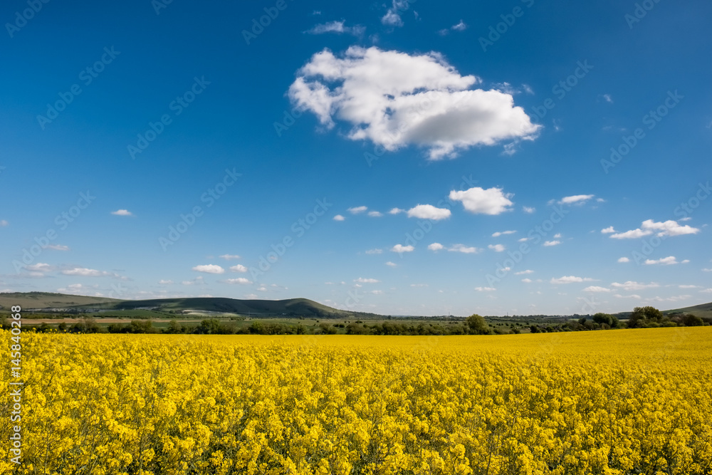 Rapeseed in the Rolling Sussex Countryside Rapeseed in the Rolling Sussex Countryside