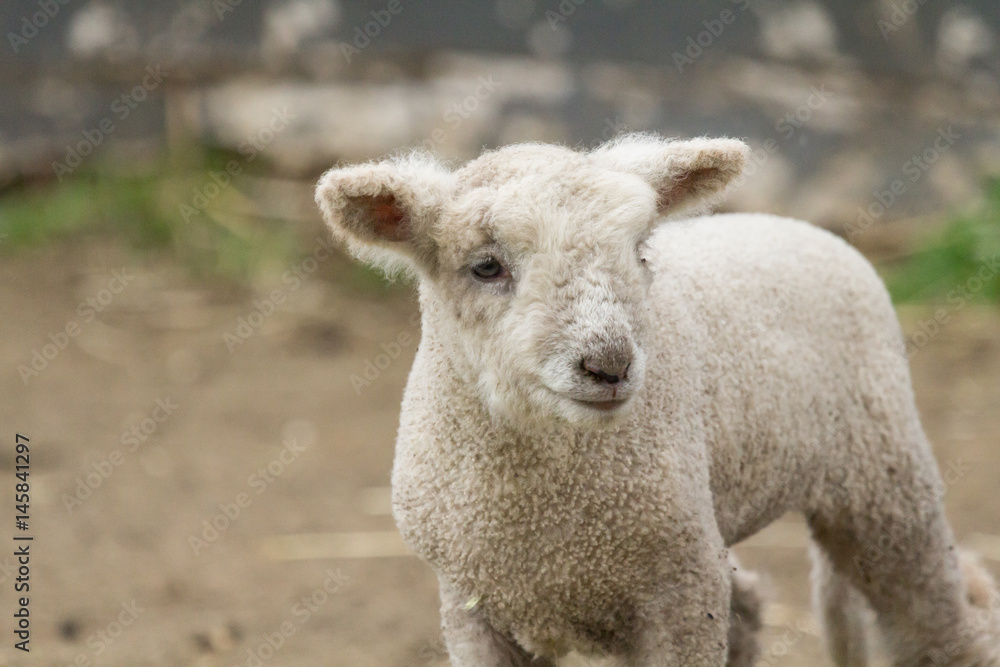 Baby Lamb