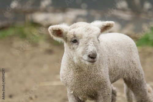 Baby Lamb © Erin Cadigan