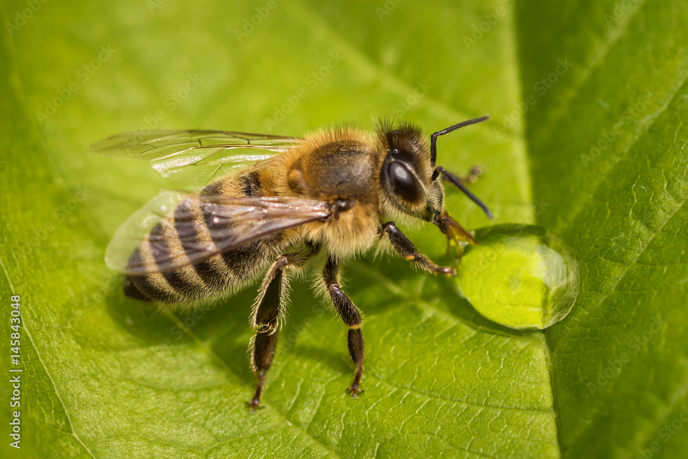 Macro image of a bee on a leaf drinking a honey drop from a hive Macro image of a bee on a leaf drinking a honey drop from a hive