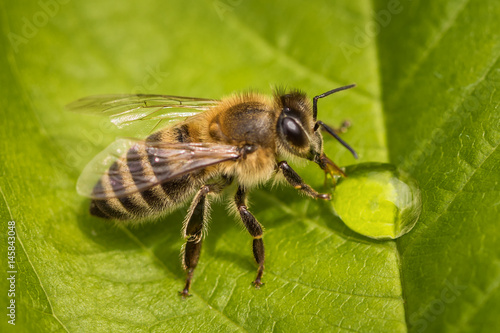 Macro image of a bee on a leaf drinking a honey drop from a hive © photografiero