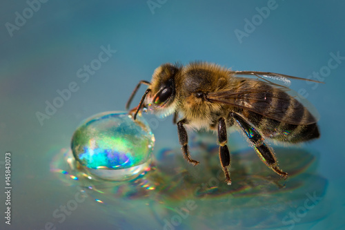 Macro image of a bee on a reflective surface drinking a honey drop from a hive photo