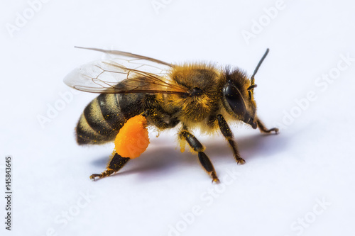 Macro image of a bee from a hive with pollen