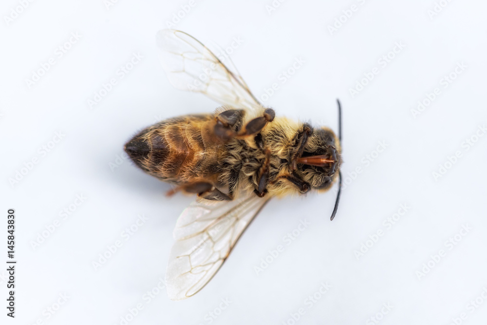 Macro image of a dead bee on a white background from a hive in decline, plagued by the Colony collapse disorder and other diseases Macro image of a dead bee on a white background from a hive in decline, plagued by the Colony collapse disorder and other diseases