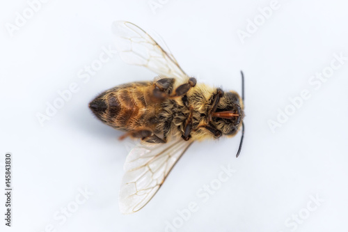 Macro image of a dead bee on a white background from a hive in decline, plagued by the Colony collapse disorder and other diseases © photografiero