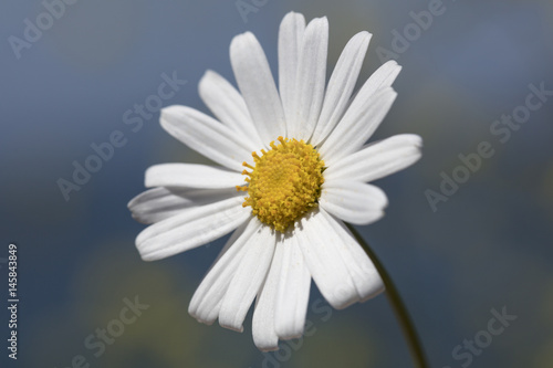 Single White Daisy